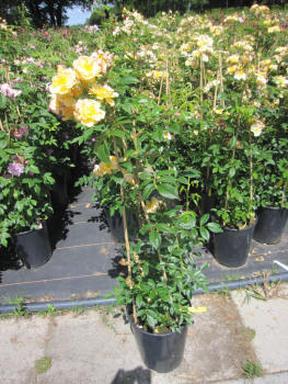 Preview: Ramblerrose Sunny Siluetta 2